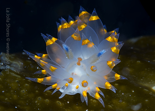 A Santa Barbara Janolus near the main wall.