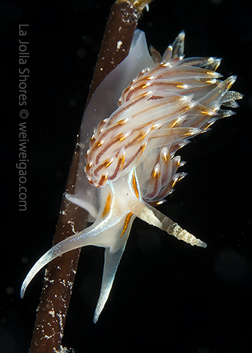 A Hermissenda opalescens