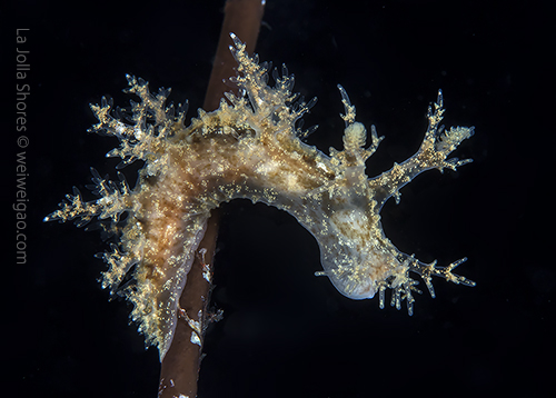 A Dendronotus venustus