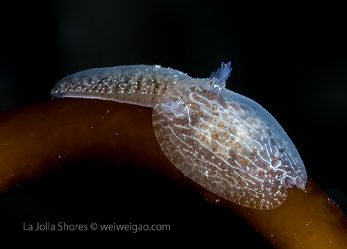 A pair of Corambe pacifica on kelp stem.