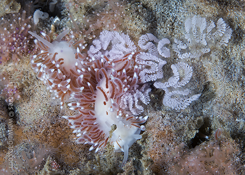 A pair of Cuthona divae laying eggs