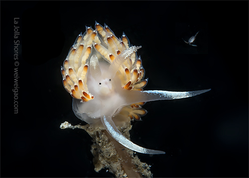 This Price's Aeolid gave a fantastic shot.