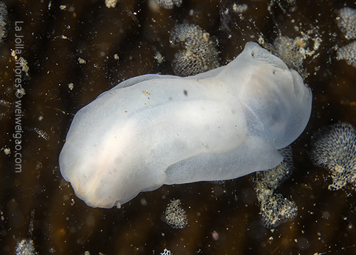A Philine bakeri near the main wall.