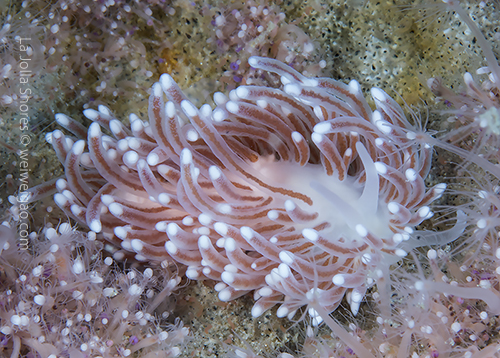 Found a Cuthona divae at a different location.