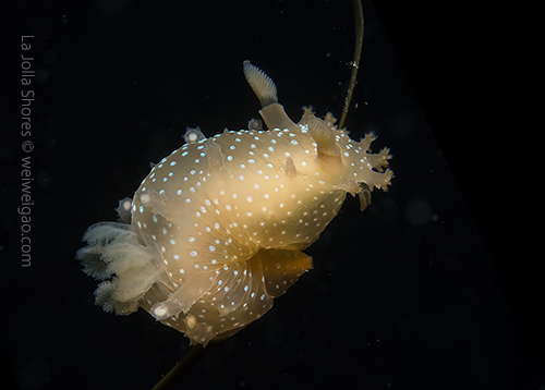 A spotted triopha near the main wall.