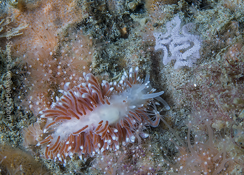 A Cuthona divae laying eggs