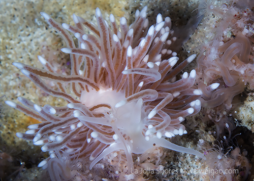 The same Cuthona divae I saw last night on the north