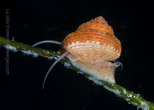 A blue-ring topsnail near the main wall.