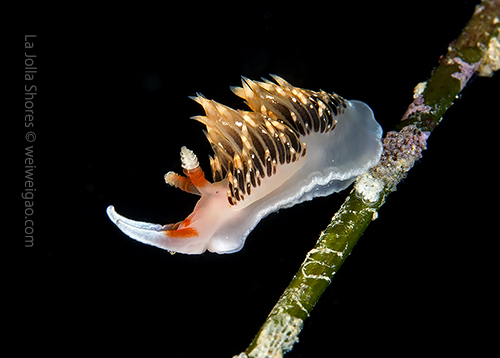 A Hilton's Aeolid near the main wall.