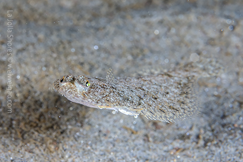 A swimming sanddab