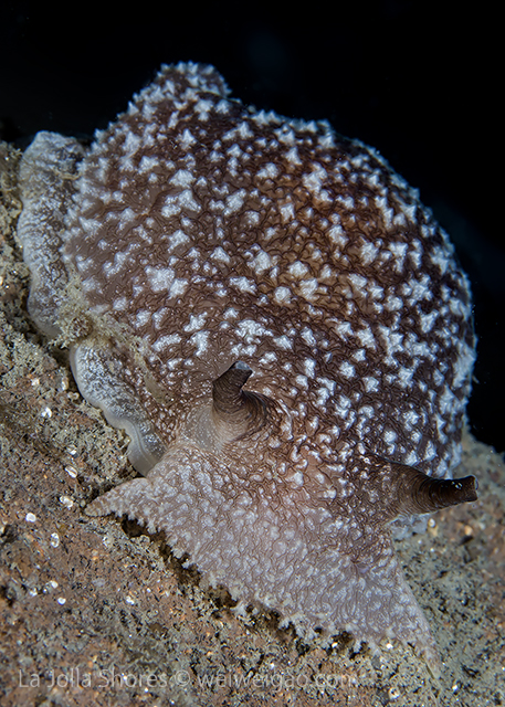 A California sea slug (Pleurobranchaea californica) at the bottom of the V point.