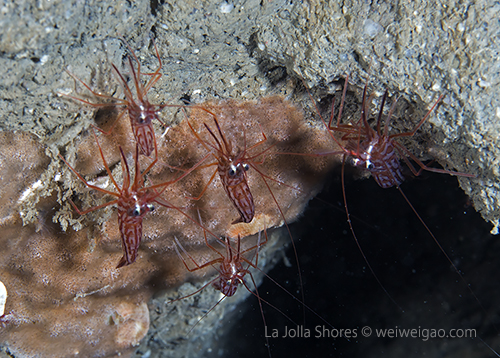 A lot of cleaning shrimps in one crevice.