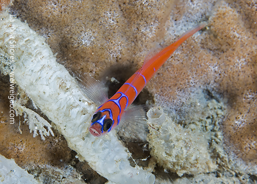 A bluebanded goby at the canyon