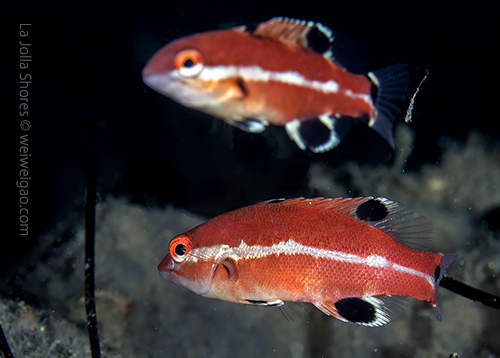 I had two juvenile sheep heads into one frame.