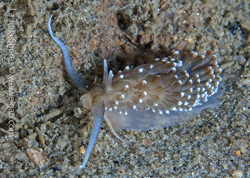 I came across this Cerberilla pungoarena at the shores.