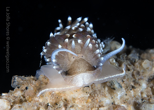 Portrait of a Cerberilla pungoarena.