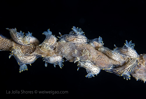 Black dorid gathering at the shores.