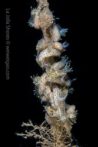 Black dorid gathering at the shores