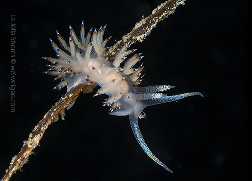 a Price's Aeolid (Flabellina pricei)