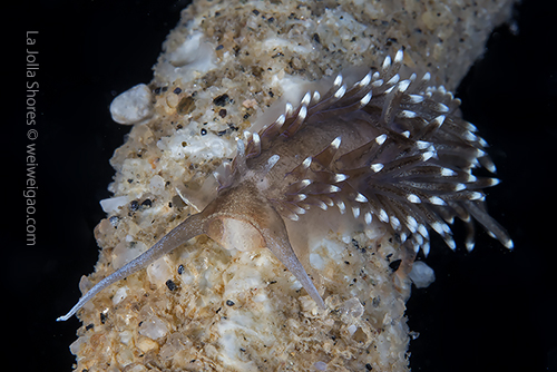 Another sighting of a Cerberilla pungoarena