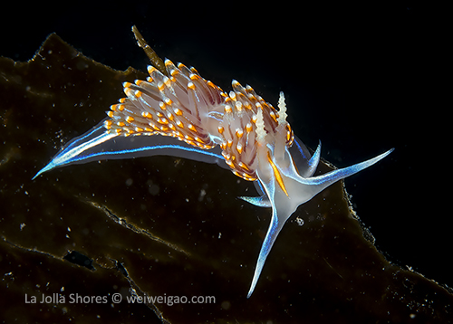 The first shot with the new red light.