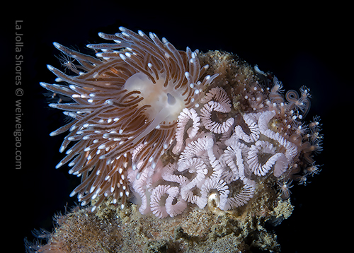 A cuthona divae (rose-pink cuthona) laying eggs
