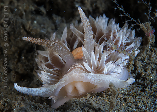 Came across this big Aeolidia papillosa at the shores