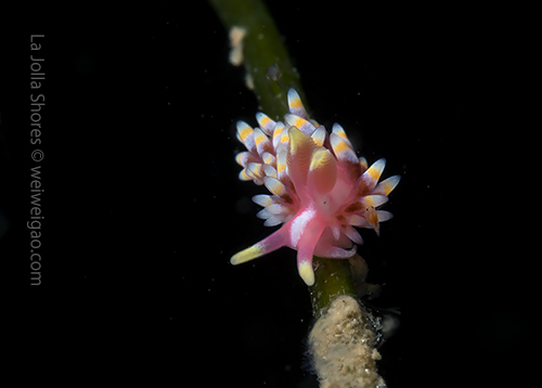 What a cute nudi (Baba's Aeolid)