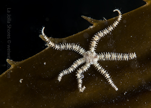 A baby bristol star on kelp