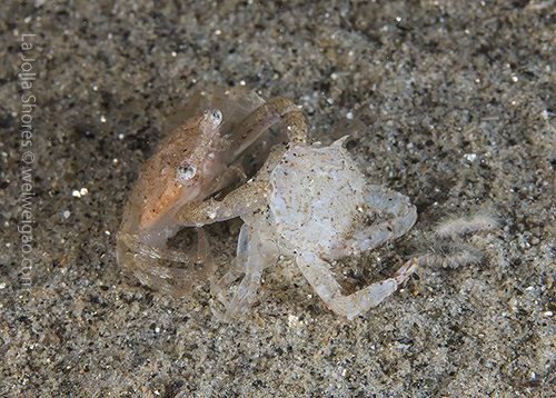 A crab coming out of its shell