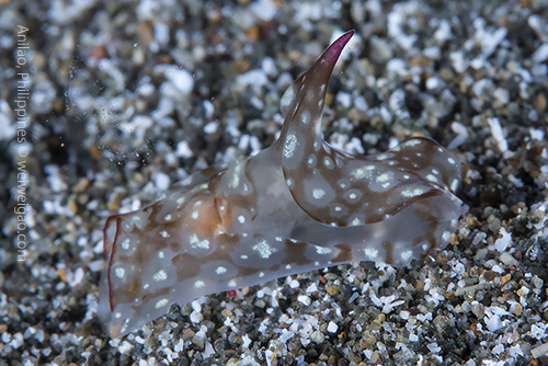 Unidentified, maybe a sea hare