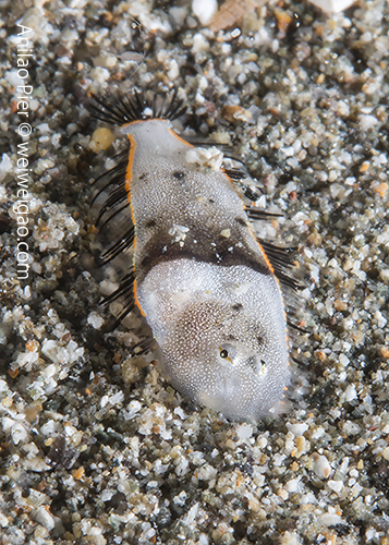 A juvenile flounder fish 