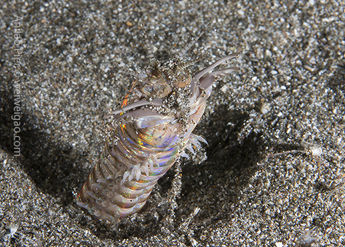 A Bobbit worm at Anilao Pier