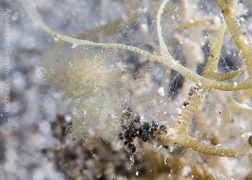 A hairy shrimp (Phycocaris) with egges.