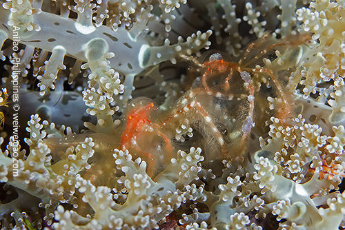 A pair of Orangutan crab.