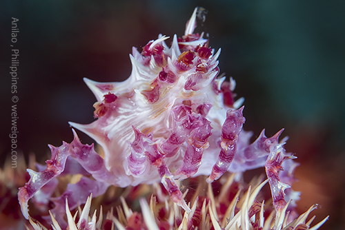 A pink soft coral candy crab.