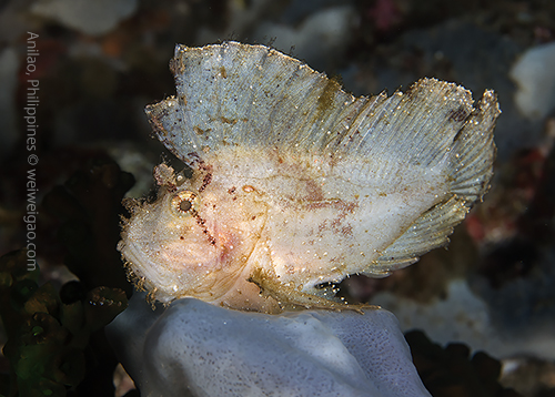 A leaf fish right on top of a coral.