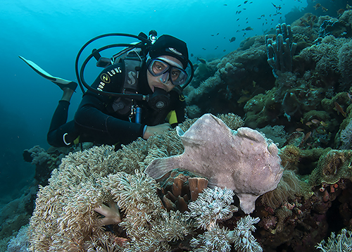 Carlo found this big frogfish