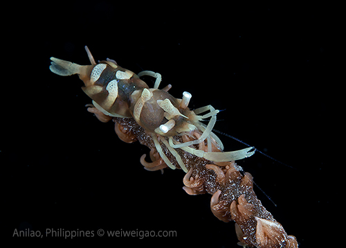 A whip coral shrimp (Pontonides ankeri)