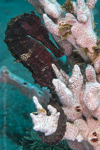 A sea horse that Carlo found.