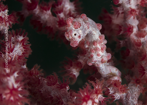 My second visit to the pygmy sea horse