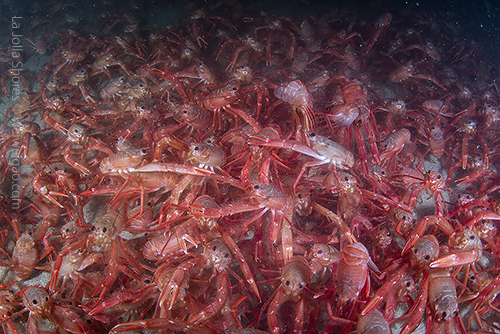 A lot of tuna crabs.