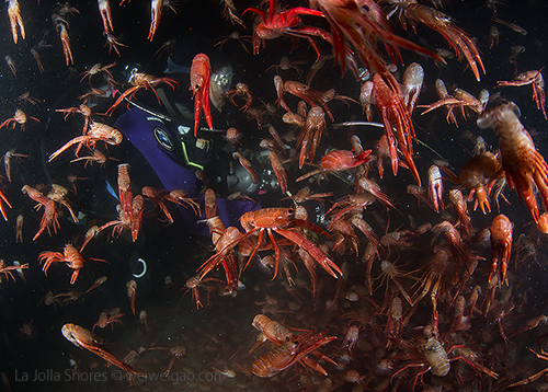 Jackie in the shower of tuna crabs