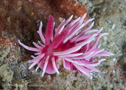 A hopkins rose at Crescent Bay