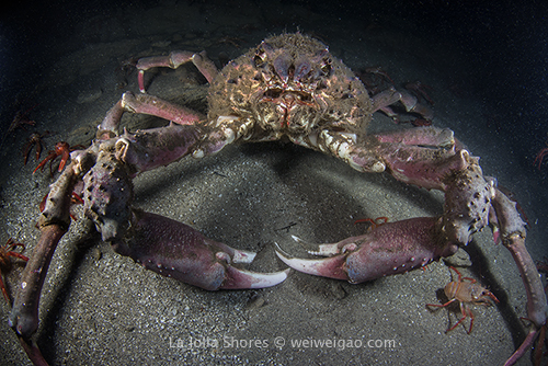 A monster sheepcrab at La Jolla Shores