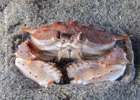 La Jolla Shores Night Dive