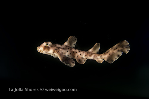A baby horn shark swimming in the water column
