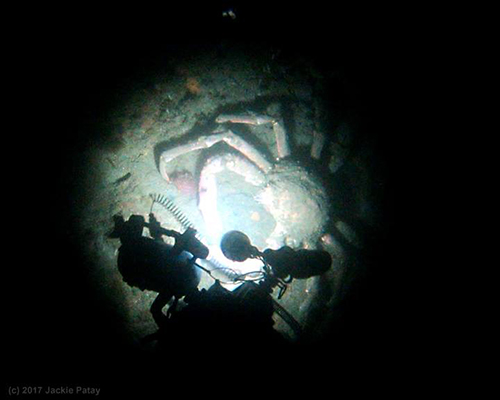 Encounter with a giant sheep crab