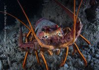 Night at La Jolla Shores