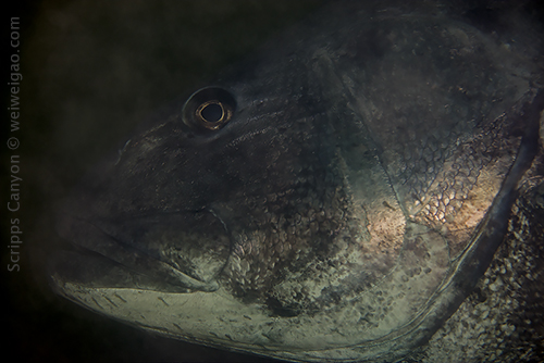 Encounter with a giant sea bass at Scripps Canyon